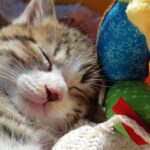 快適な眠り
