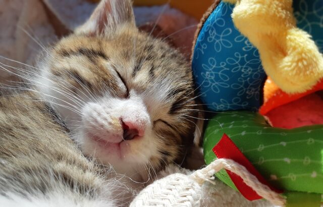 快適な眠り