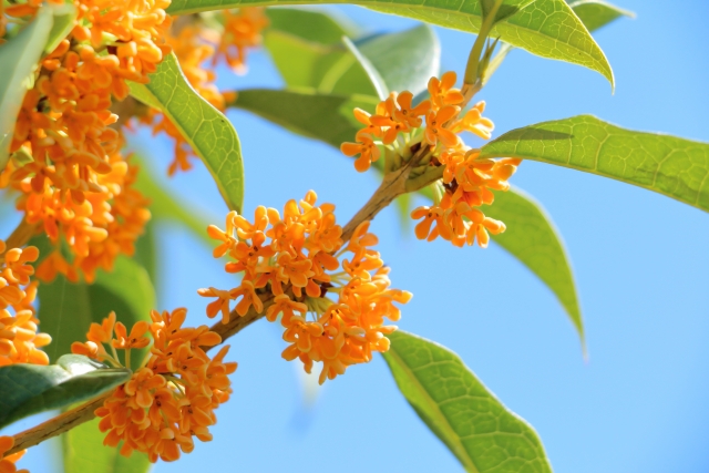 金木犀(きんもくせい)の写真