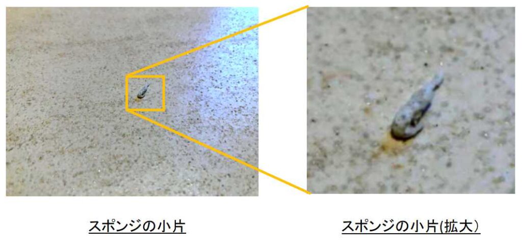 スポンジの小片